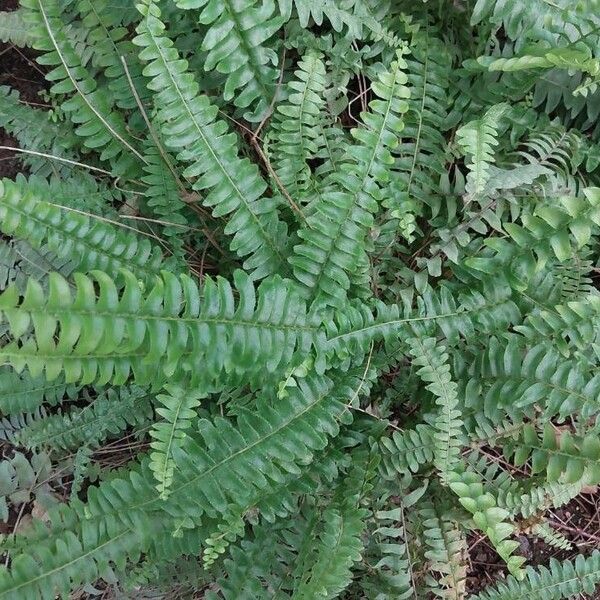 Nephrolepis cordifolia पत्ता