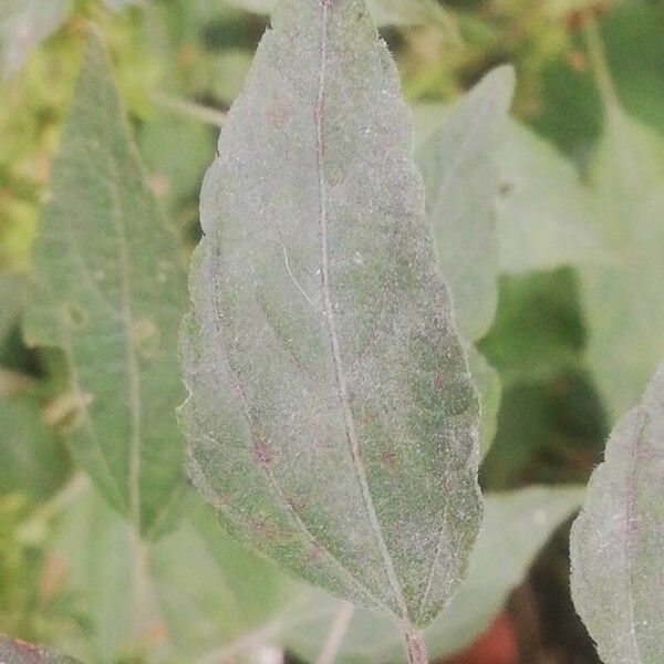 Acalypha virginica Leaf