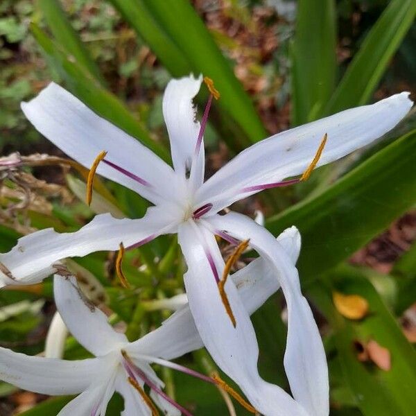 Crinum americanum Цвят