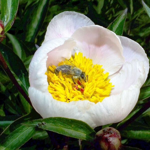 Paeonia lactiflora Flor