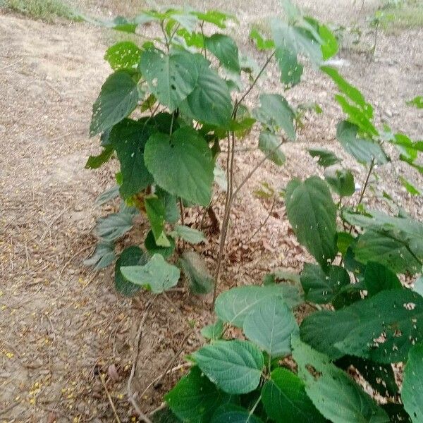 Clerodendrum infortunatum 葉