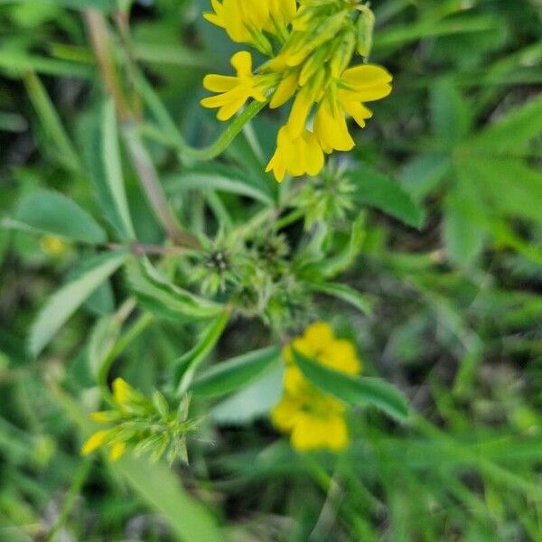 Trigonella esculenta പുഷ്പം