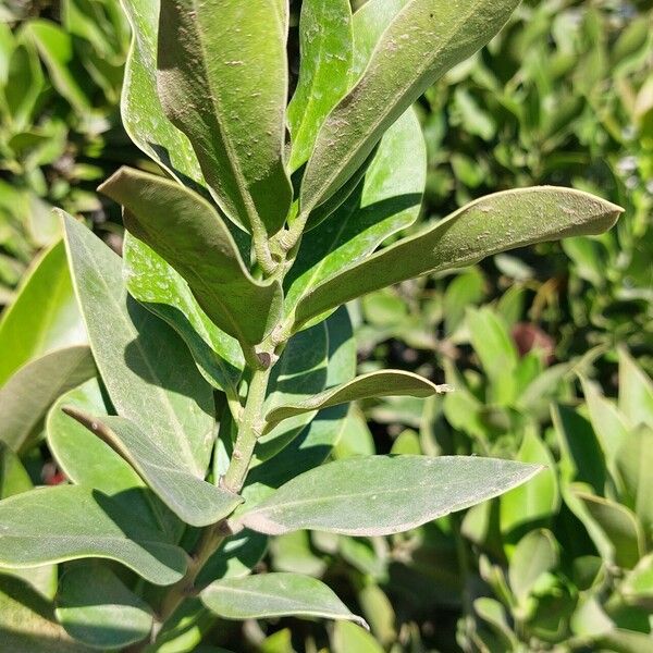 Acokanthera oblongifolia Folha