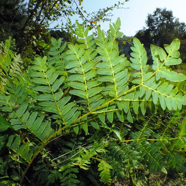 Osmunda regalis Fuelha