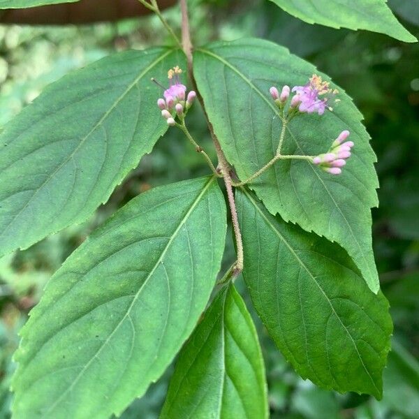 Callicarpa dichotoma Flor