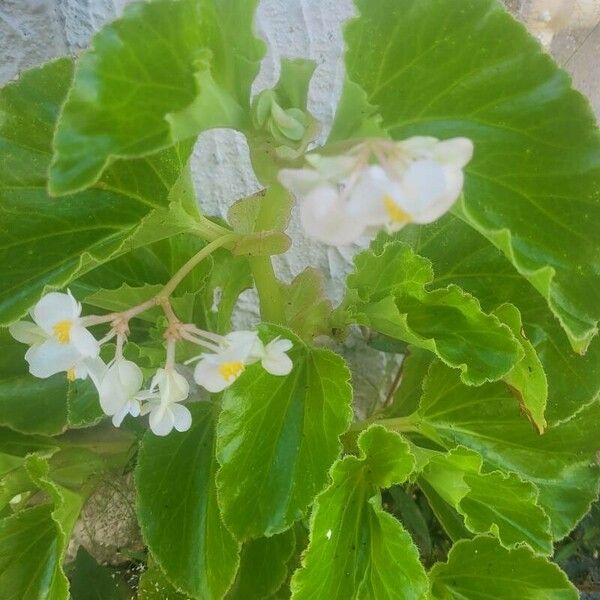 Begonia hirtella Fuelha