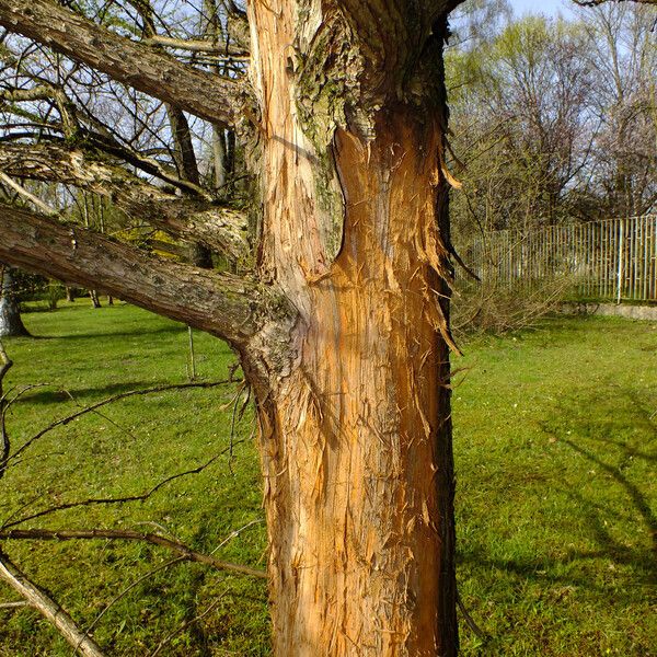 Metasequoia glyptostroboides ᱪᱷᱟᱹᱞᱤ