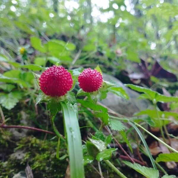 Potentilla indica Fruct