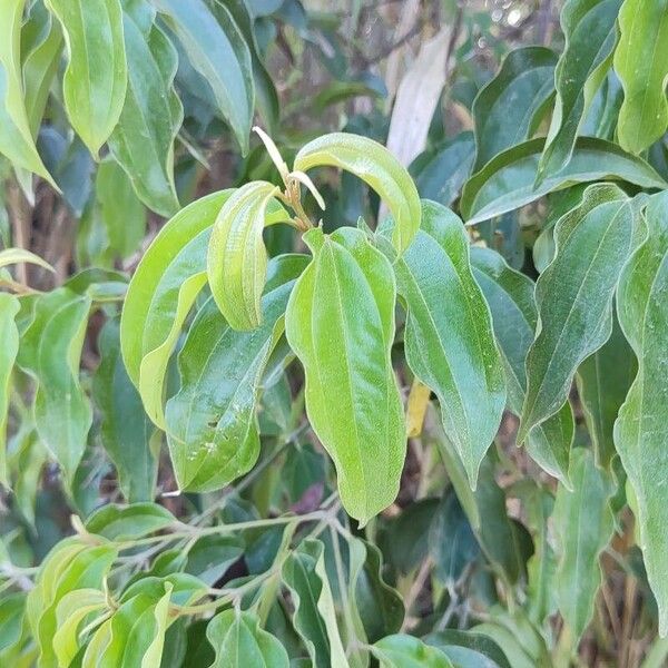 Miconia minutiflora Leht