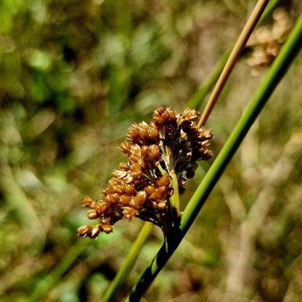 Juncus effusus Fruit