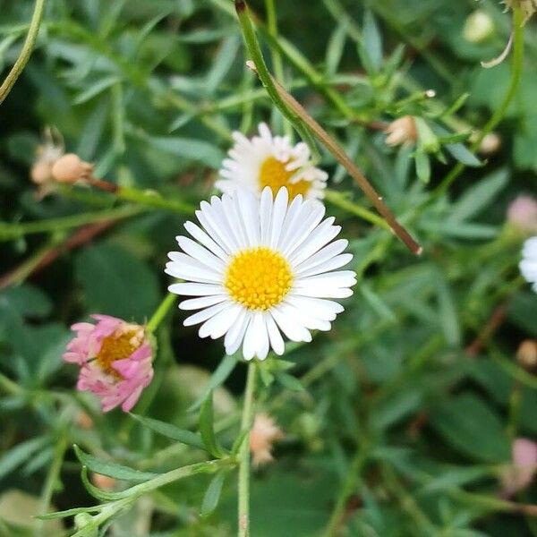 Erigeron karvinskianus Cvet