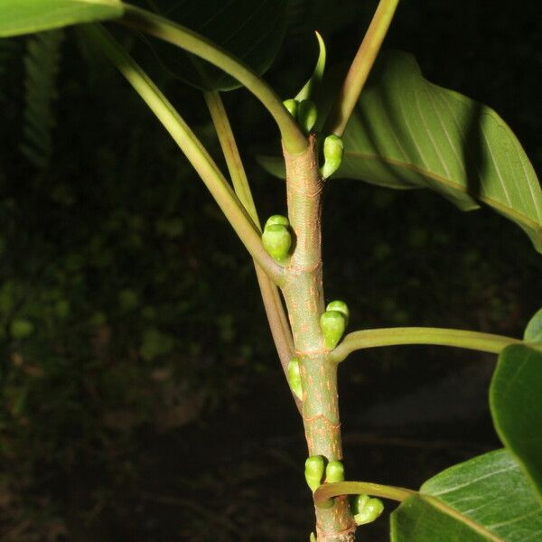 Ficus citrifolia Rinde