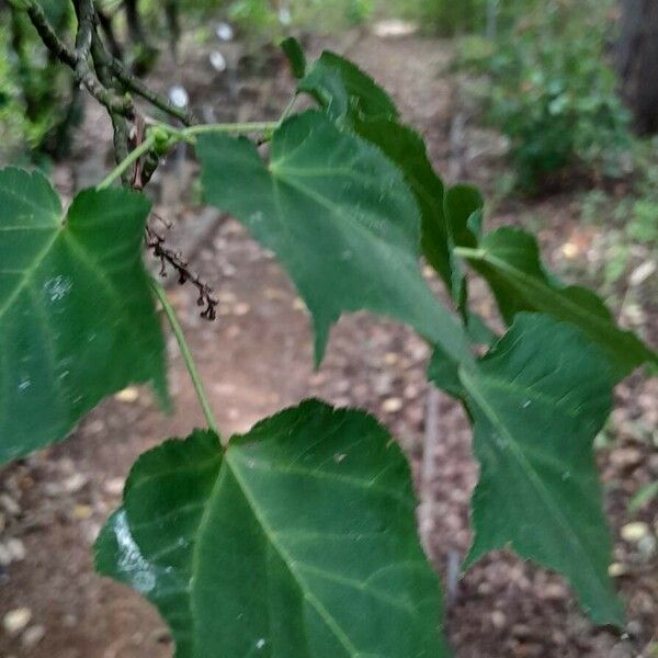 Acer davidii Blatt