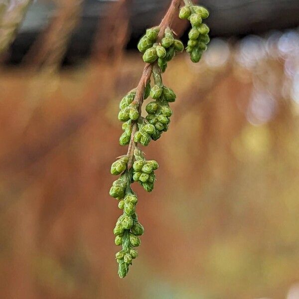 Taxodium distichum Blüte