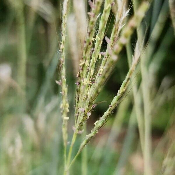 Bothriochloa ischaemum 花