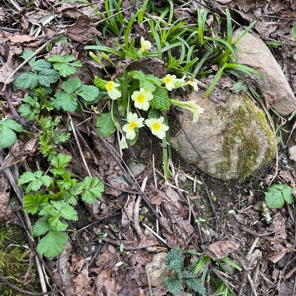 Primula vulgaris Blüte