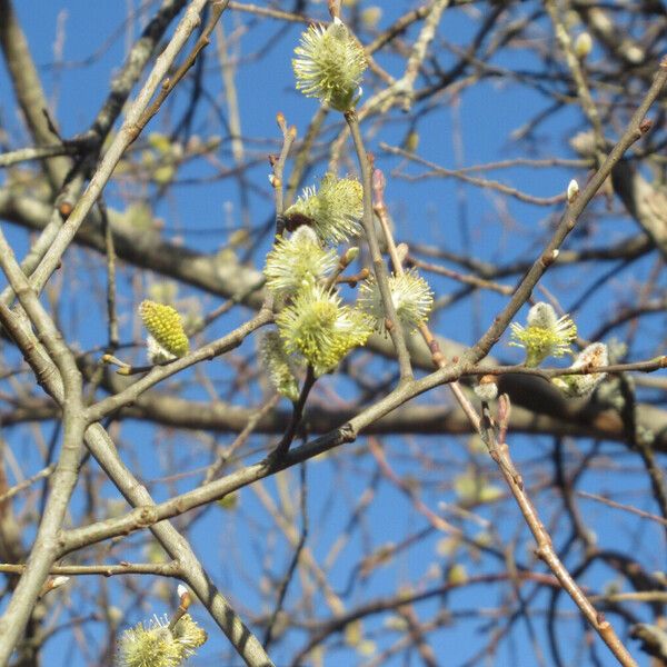 Salix × reichardtii 花