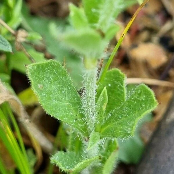 Silene gallica Leaf