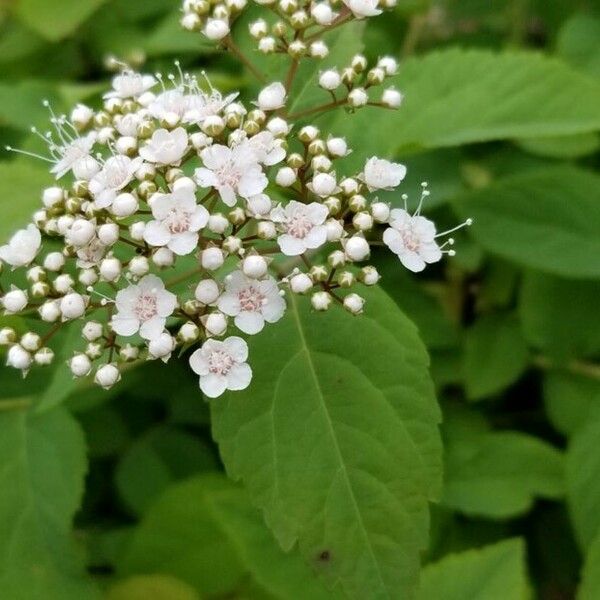 Spiraea media Цвят