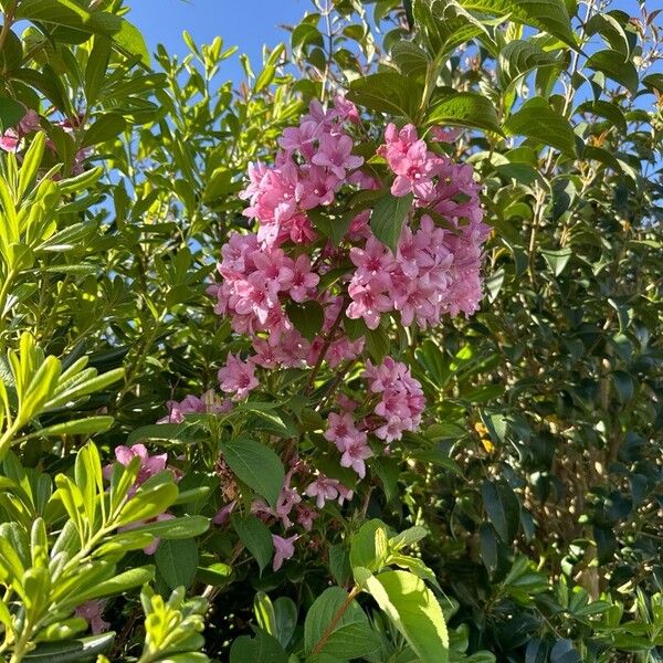 Rhododendron hirsutum പുഷ്പം