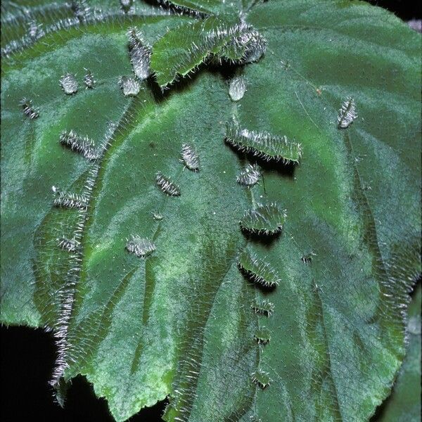 Begonia hispida Levél