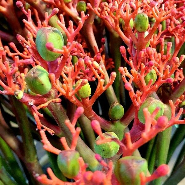 Jatropha podagrica ফুল