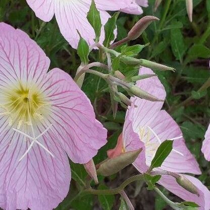 Oenothera speciosa Flors