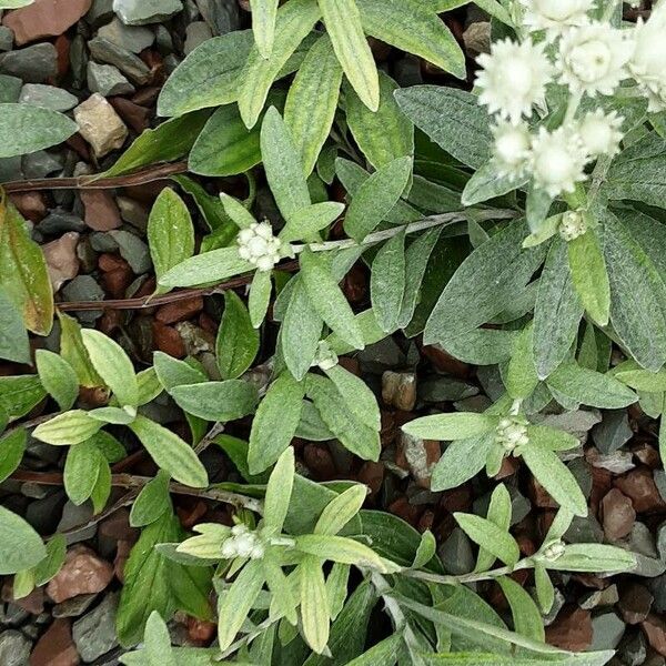 Anaphalis triplinervis Leaf