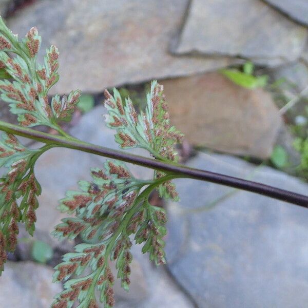 Asplenium onopteris Yaprak