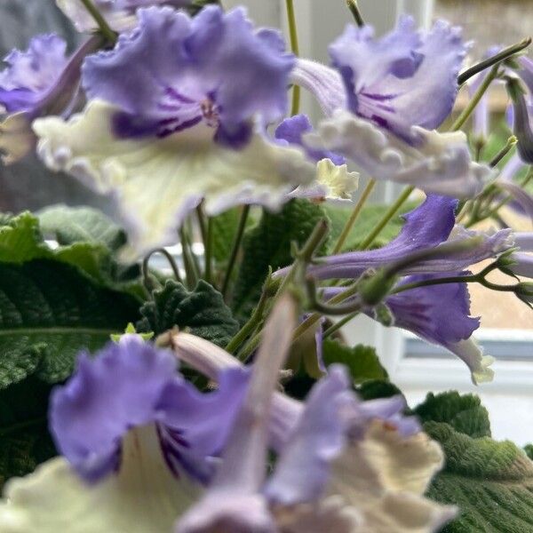 Streptocarpus saxorum Kukka