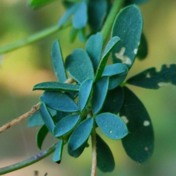 Adenocarpus complicatus Leaf