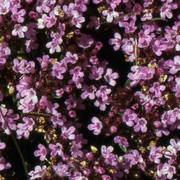 Thymus nervosus Floro