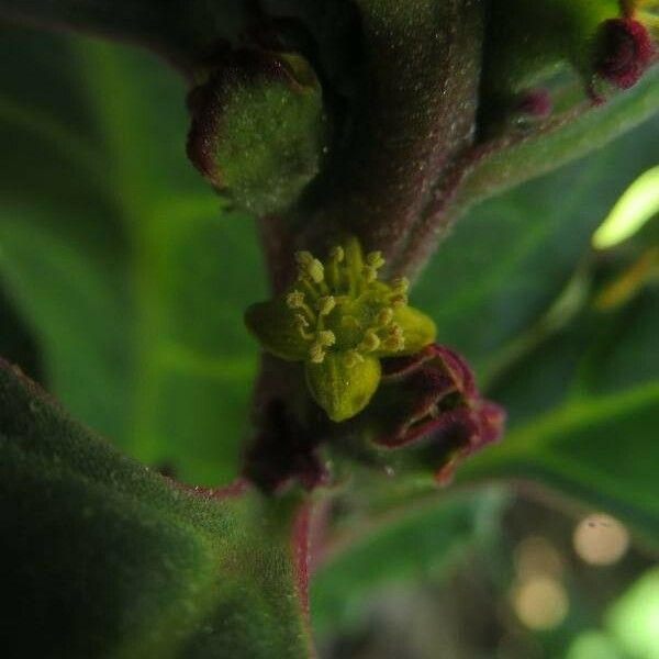 Tetragonia tetragonioides Flor
