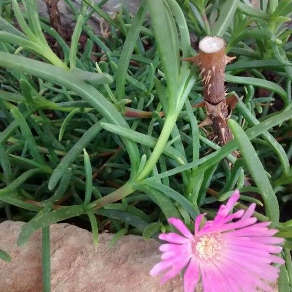 Delosperma cooperi Hábitos