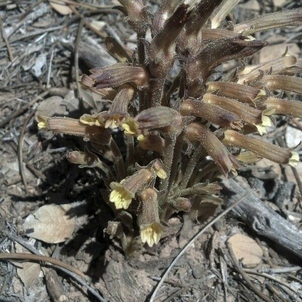 Orobanche fasciculata عادت