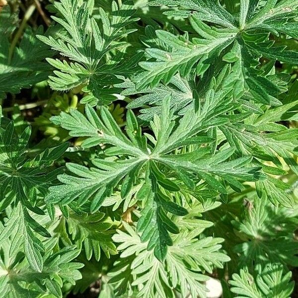 Geranium tuberosum Ліст