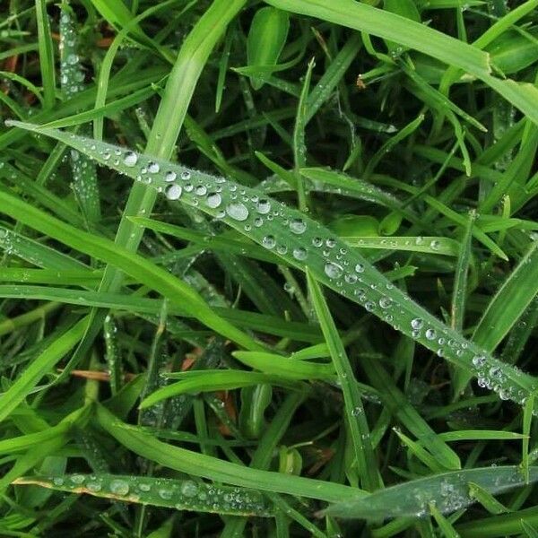 Alopecurus geniculatus Leaf