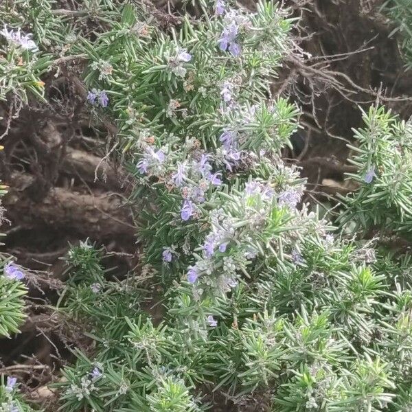 Salvia rosmarinus Cvet