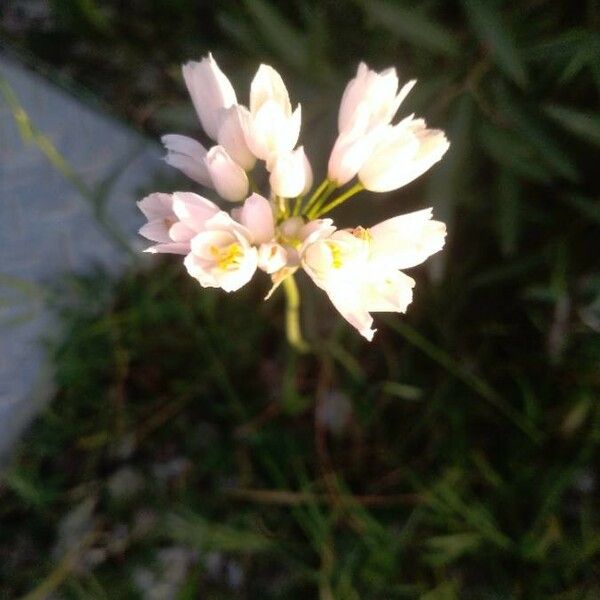 Allium roseum Blomma