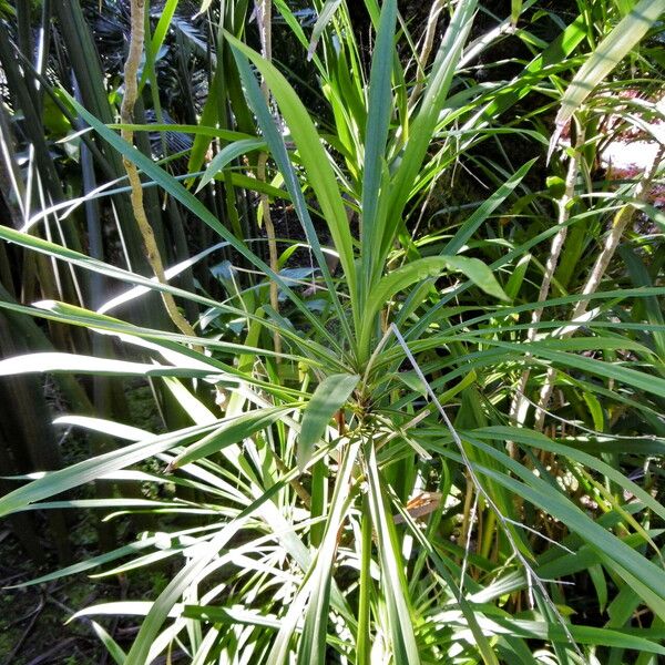 Cordyline stricta موطن