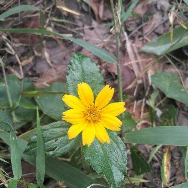 Sphagneticola trilobata Flower