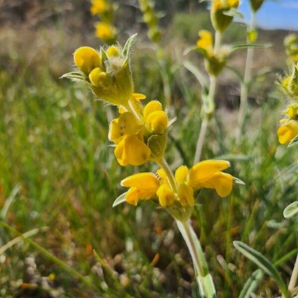 Phlomis lychnitis Fiore