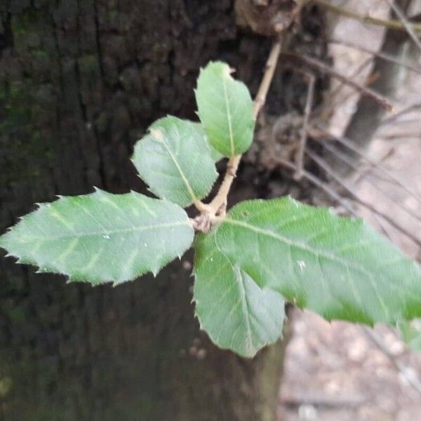 Quercus ilex Lehti