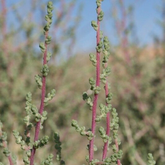 Haloxylon scoparium Habitus