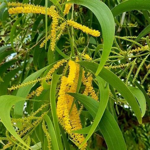 Acacia auriculiformis Flors