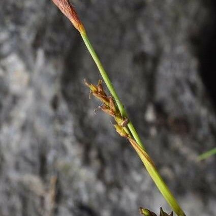 Carex vaginata Агульны выгляд