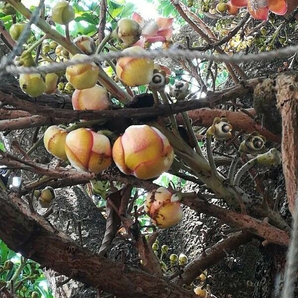 Couroupita guianensis Цвят