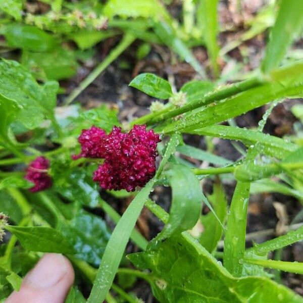 Blitum capitatum Blomst