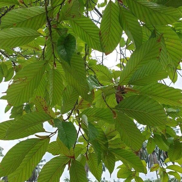 Dipterocarpus sublamellatus Leaf