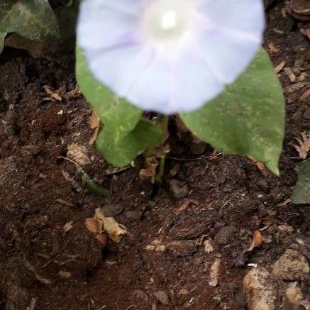 Ipomoea lacunosa Flor